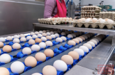 德国超市中的褐壳鸡蛋正在消失