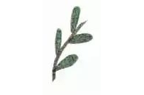 超市上新预告:免关税刚果(金)牛油果,14亿餐桌再添非洲风味