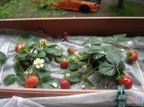 第一次撒种子，请教下会种草莓的童鞋们
