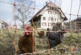 瑞士的生物课参观农场杀鸡引起家长异议， 你怎样看？