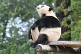 柏林动物园翘首添丁喜悦：熊猫梦梦发情了