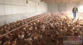 德国廉价超市的鸡一半携带抗生素抗体细菌
