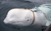 稀奇：挪威发现携带摄像头的鲸鱼