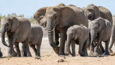 博茨瓦纳总统烦透德国，提出送德国2万只野生大象